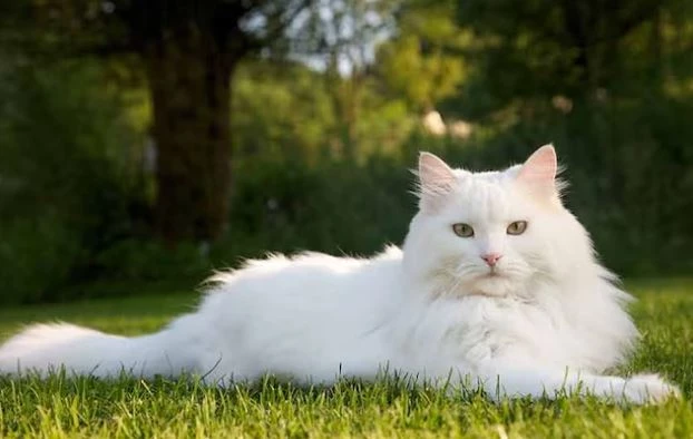 🐱 Estética Gato Precio desde...